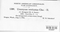 Uromyces intricatus image